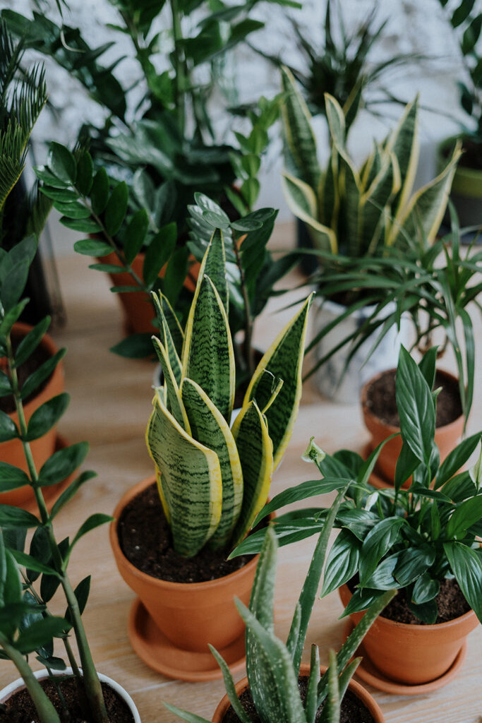 Indoor plants that are impossible to kill